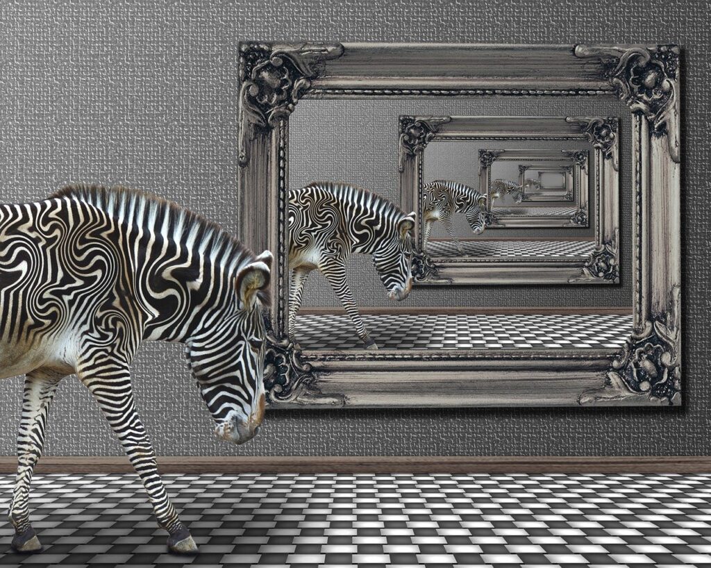 zebra, zoo, animal